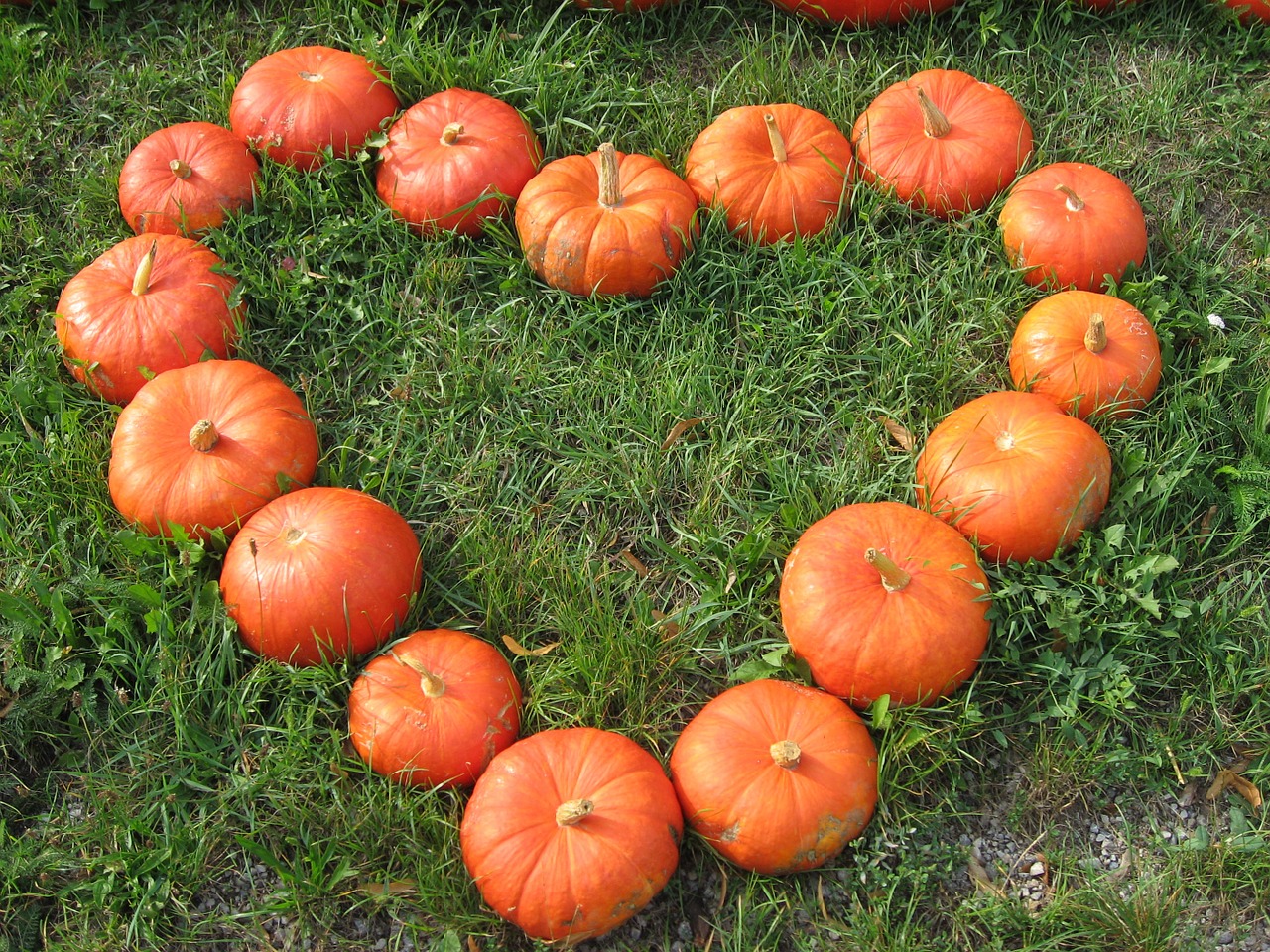 pumpkin meadow autumn free photo