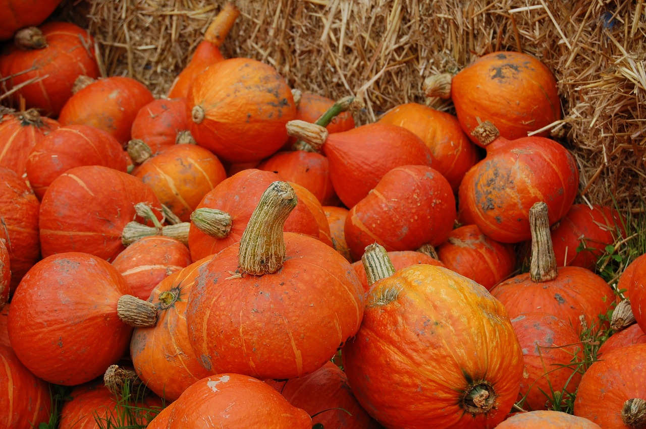 pumpkin thanksgiving orange free photo