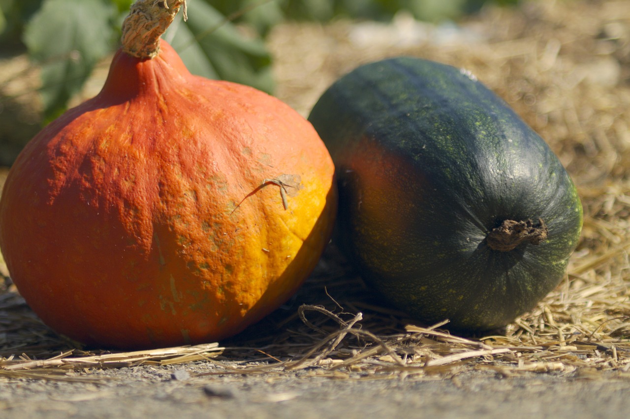 pumpkin garden autumn free photo