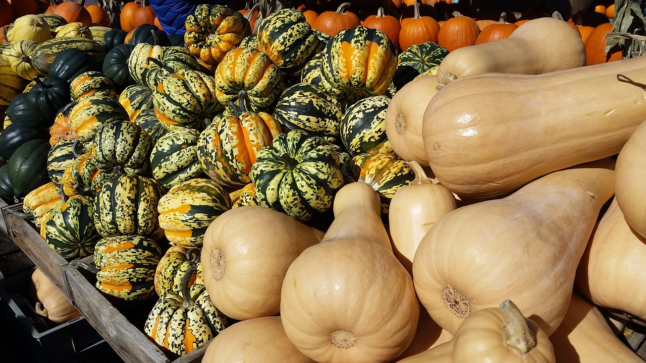 pumpkin fall autumn free photo