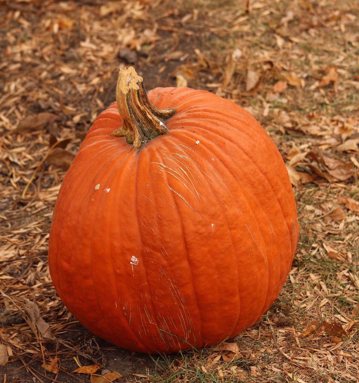pumpkin fall harvest free photo
