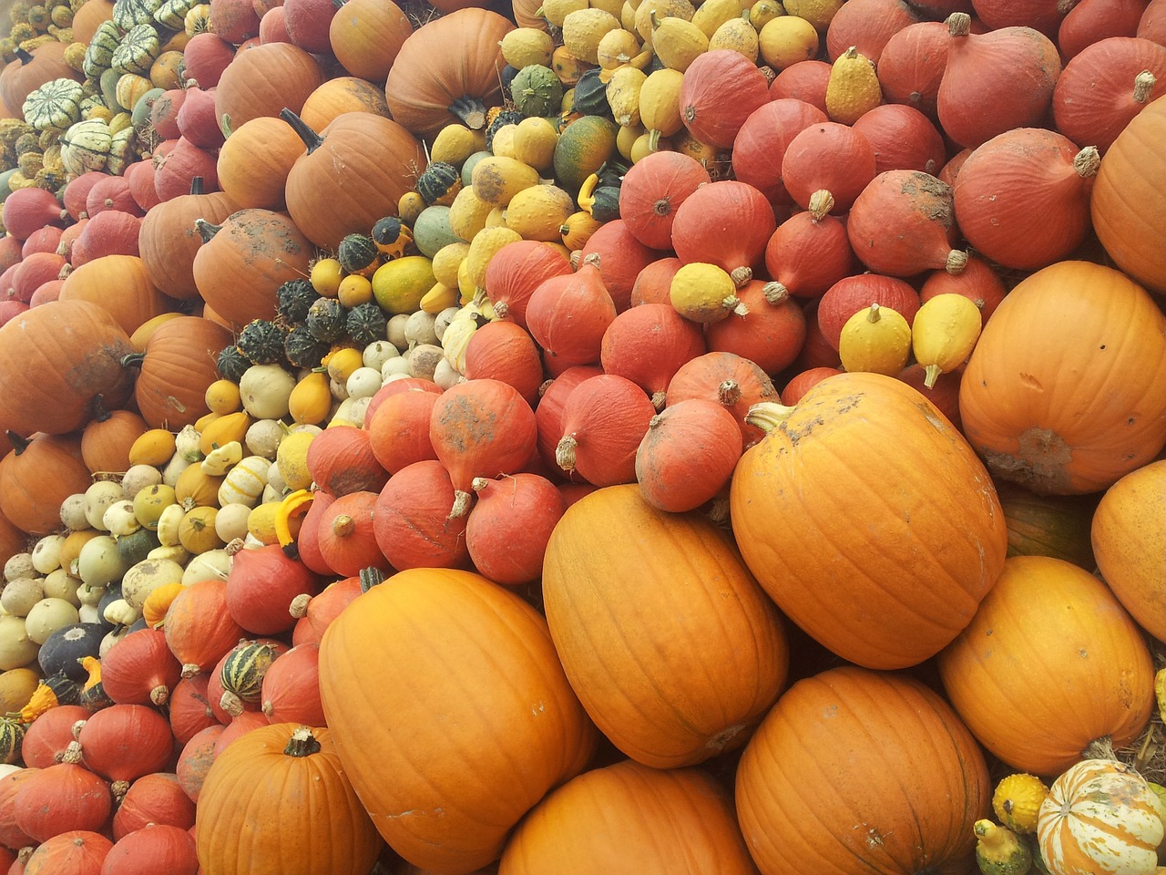 pumpkin halloween pumpkins free photo