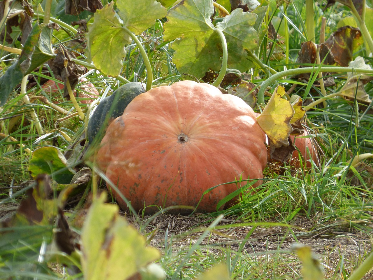 pumpkin fall thanksgiving free photo