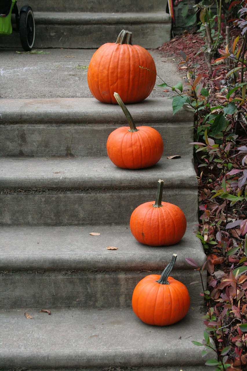 pumpkin steps orange free photo