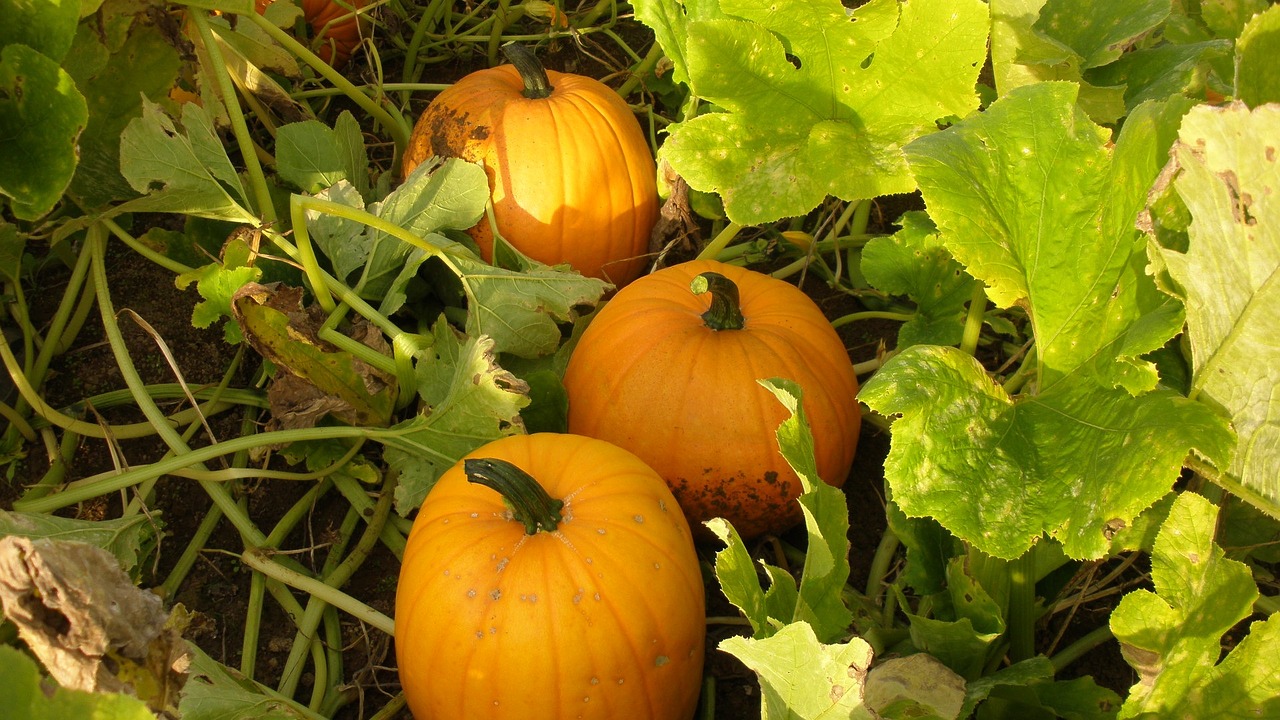 pumpkin vegetables halloween free photo