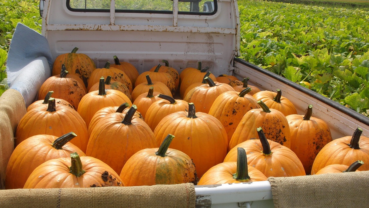 pumpkin halloween vegetables free photo