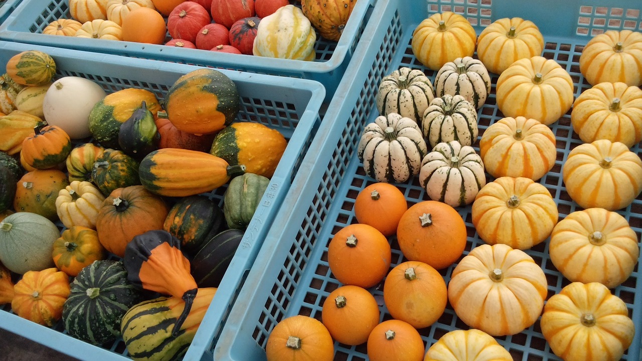 pumpkin halloween vegetables free photo