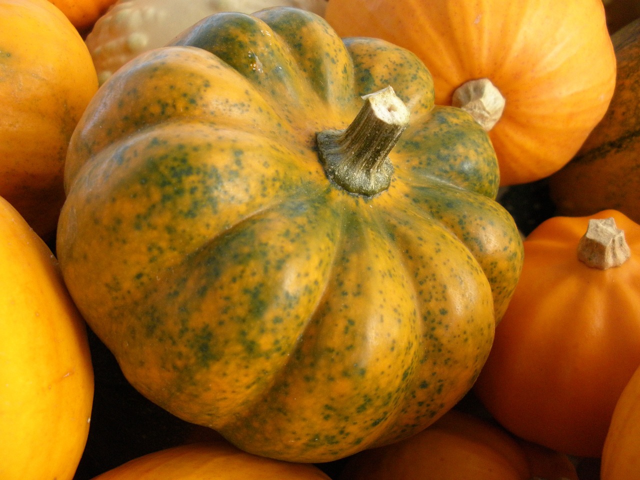 pumpkin halloween vegetables free photo