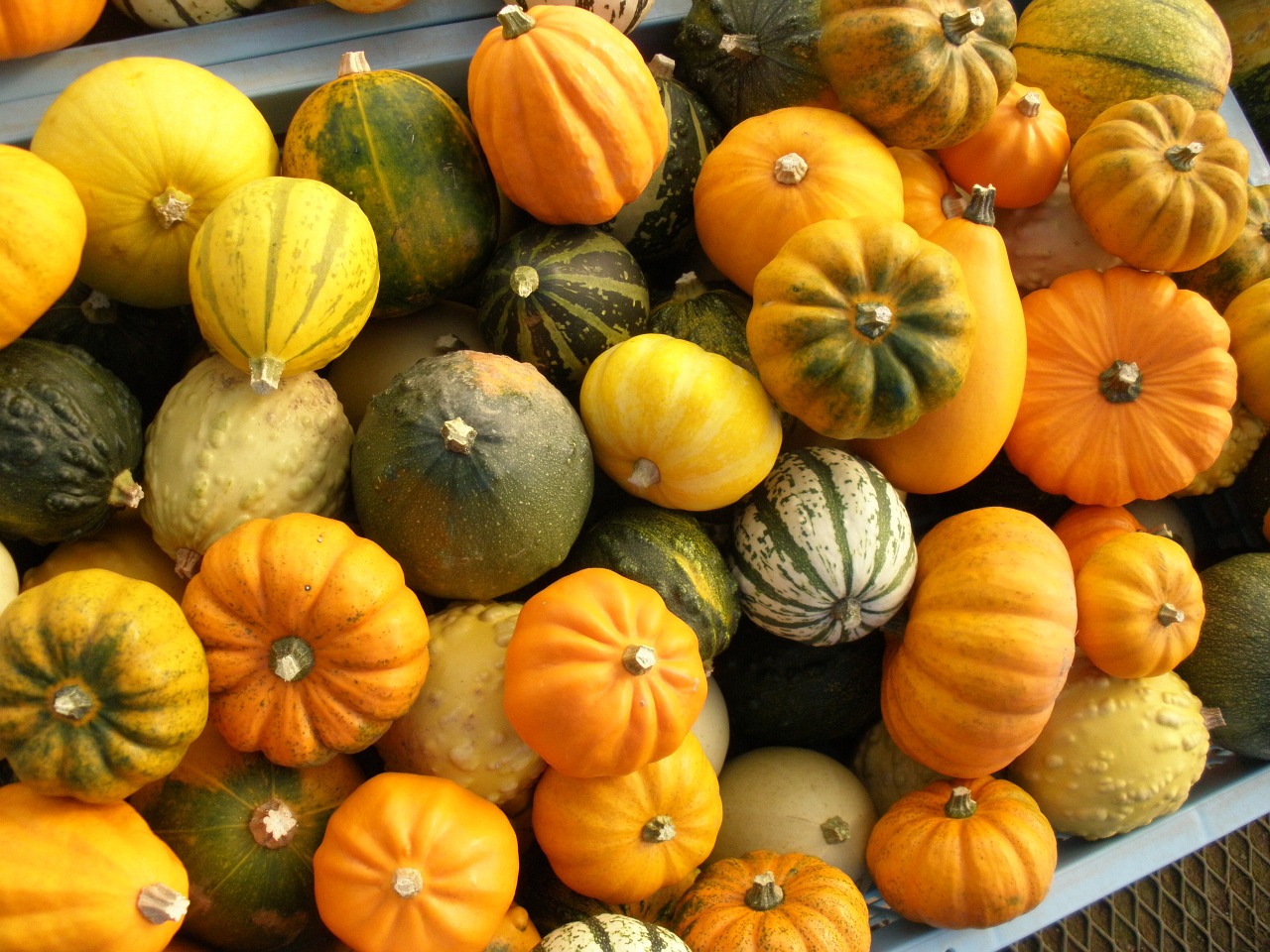 pumpkin halloween vegetables free photo