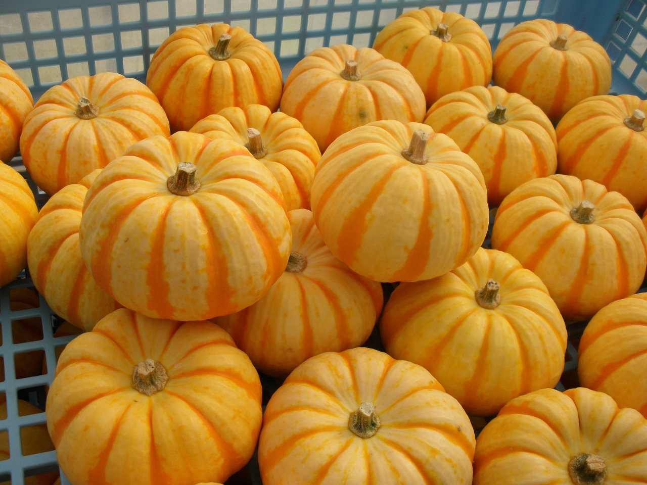 pumpkin halloween puccini free photo