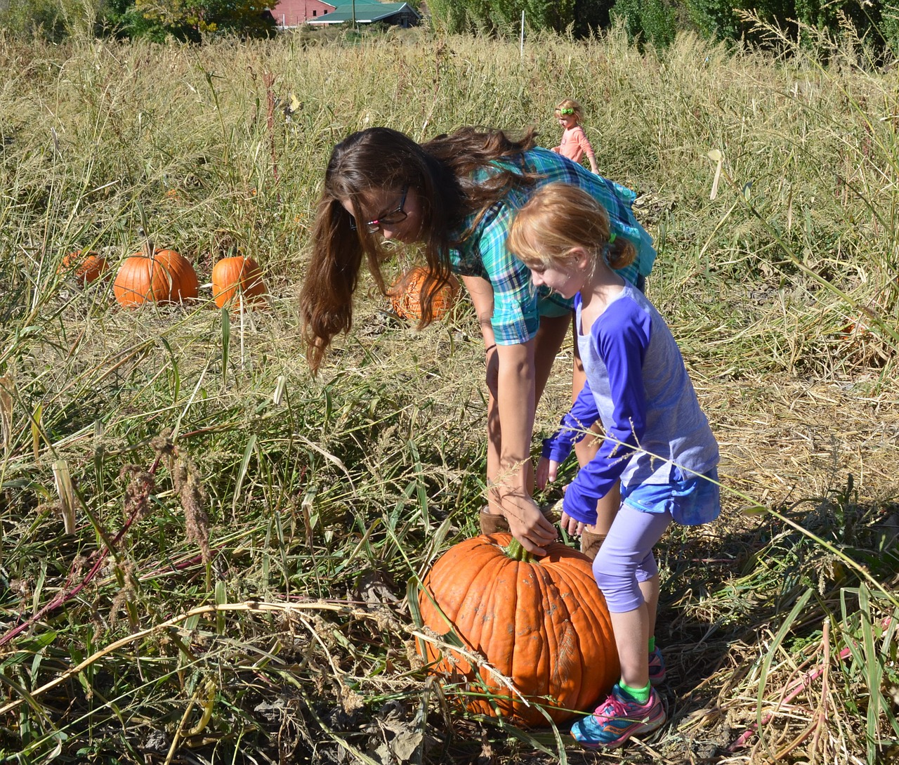 pumpkin pumpkin patch halloween free photo