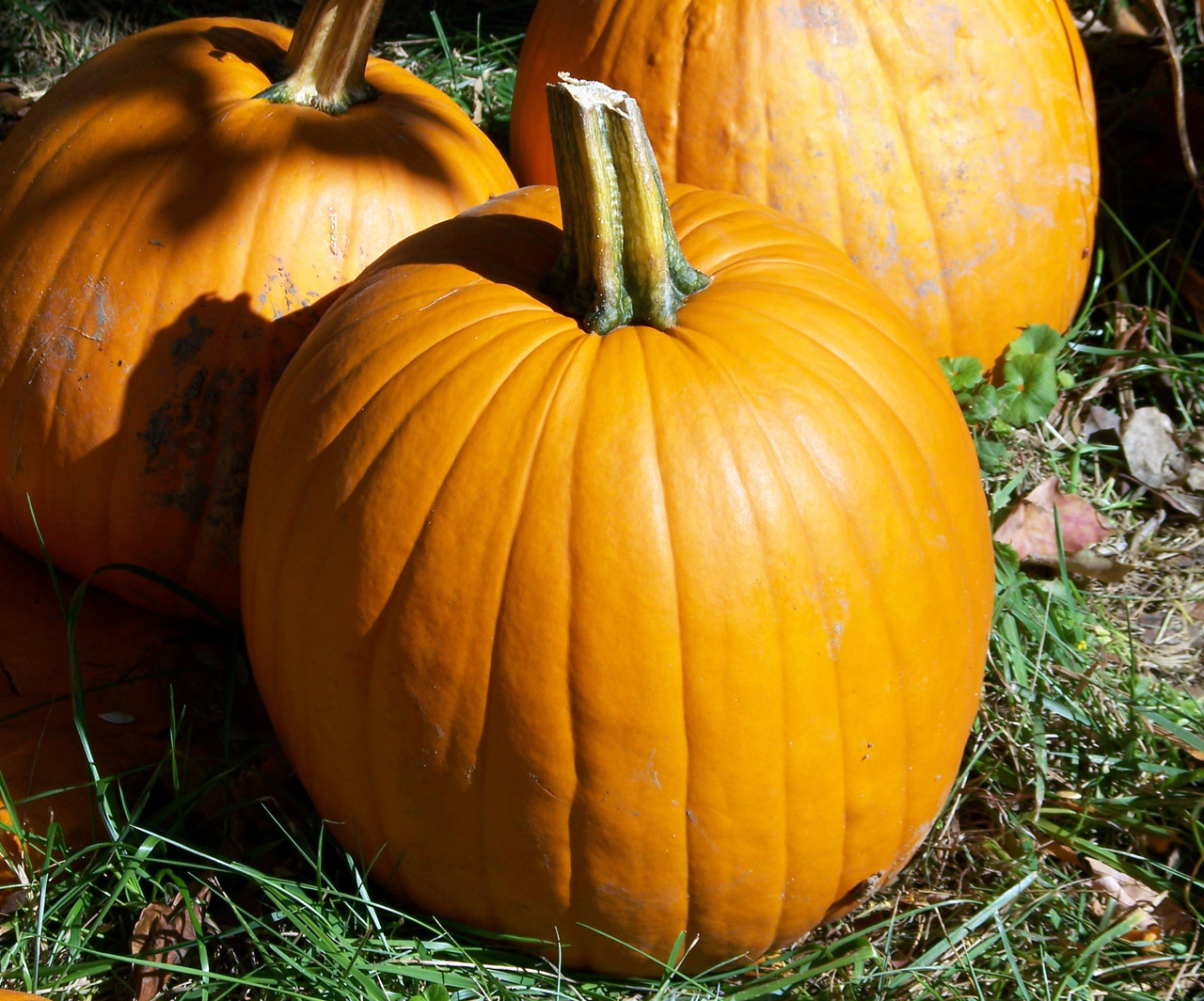 pumpkins autumn fall free photo