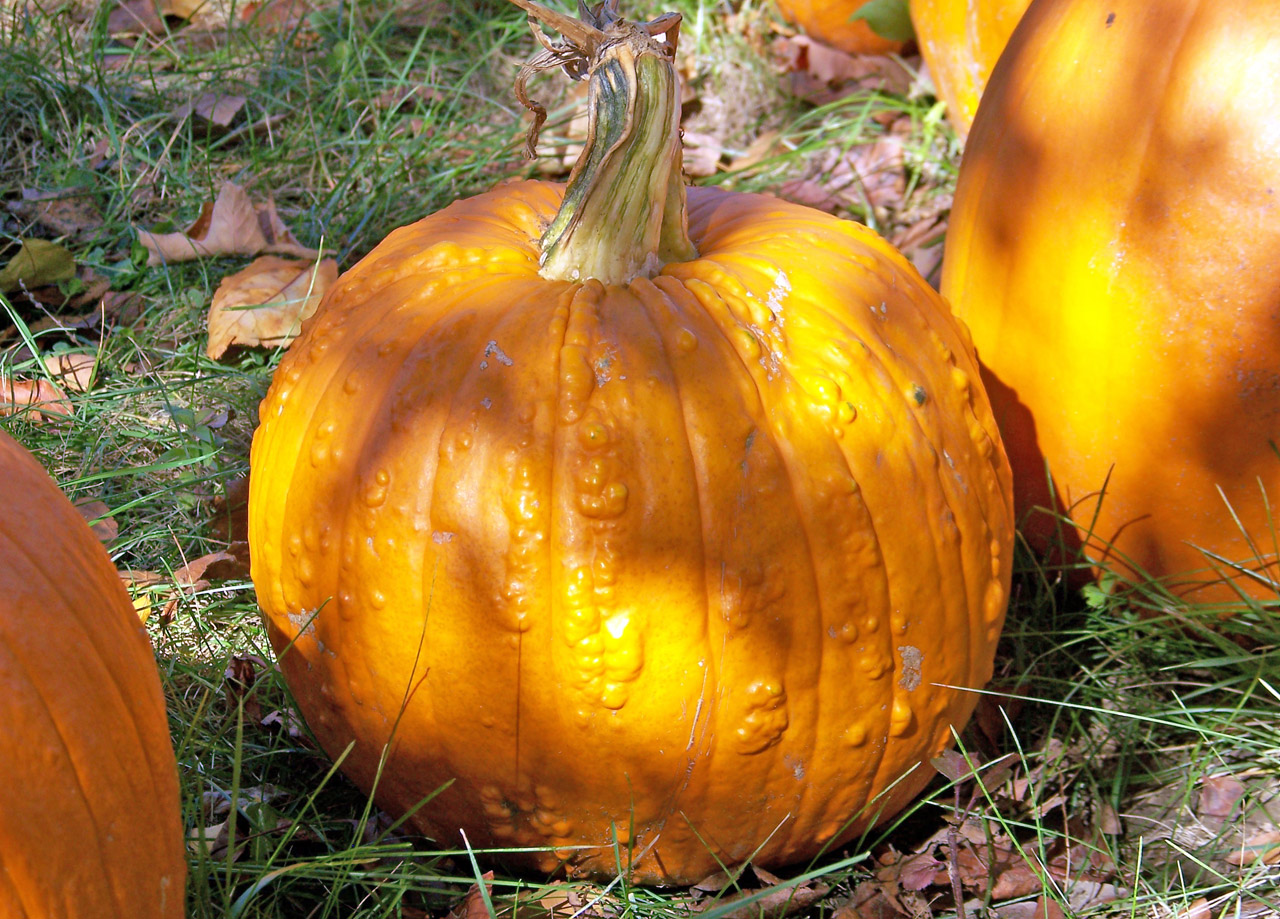 pumpkins autumn fall free photo