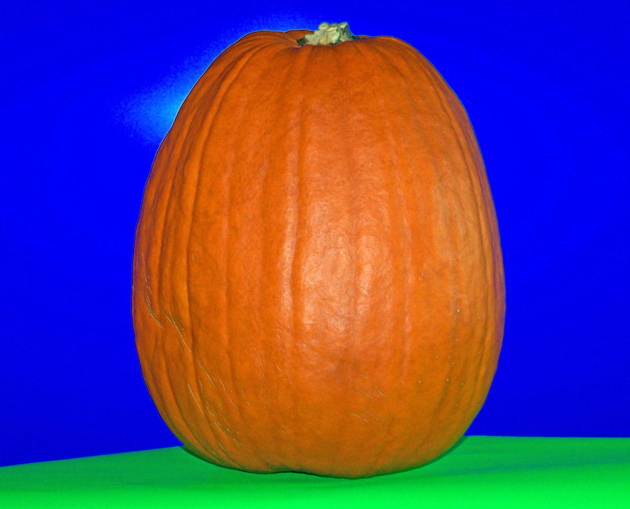pumpkin autumn fall free photo