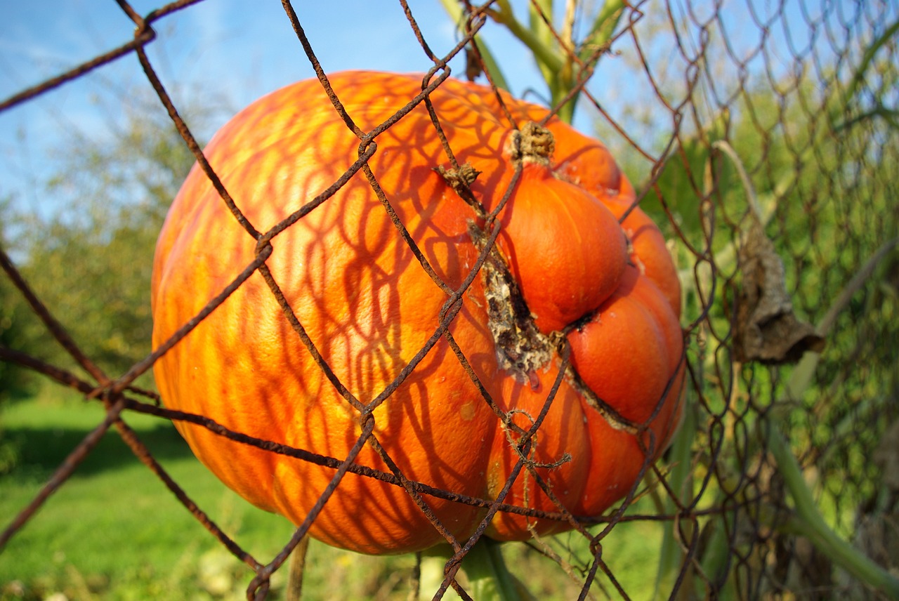 pumpkin halloween fence free photo