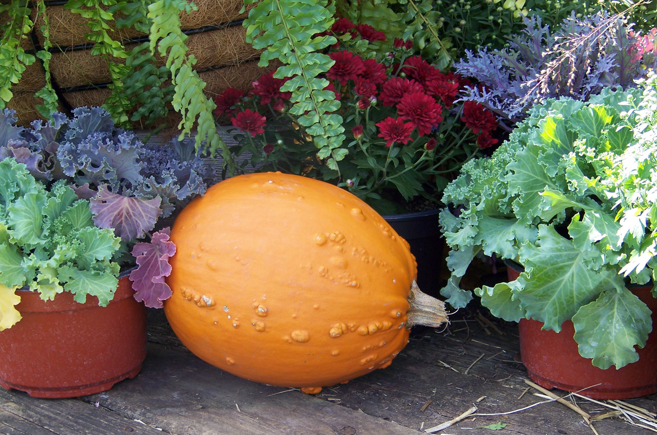 pumpkin autumn fall free photo