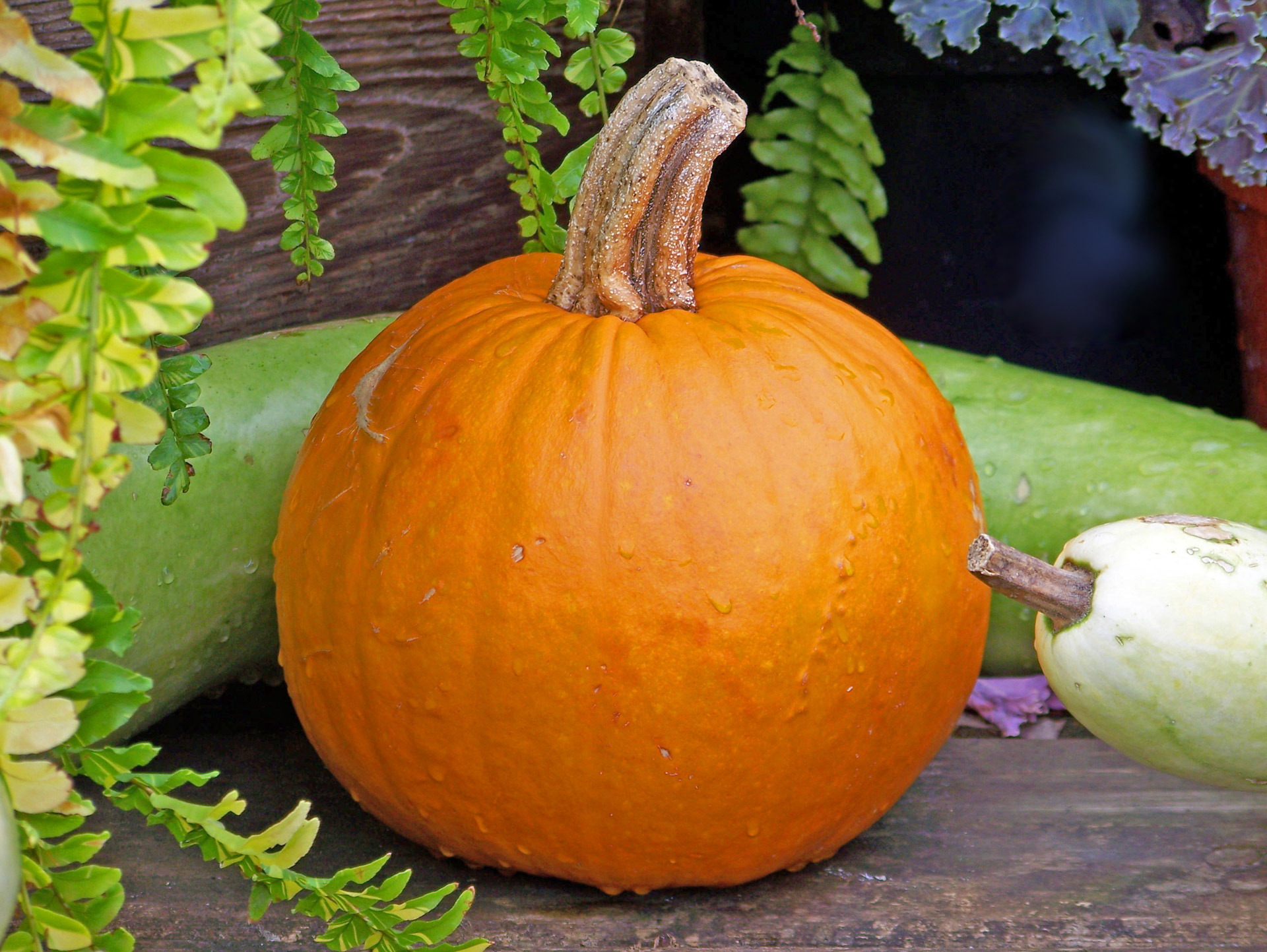 pumpkin autumn fall free photo