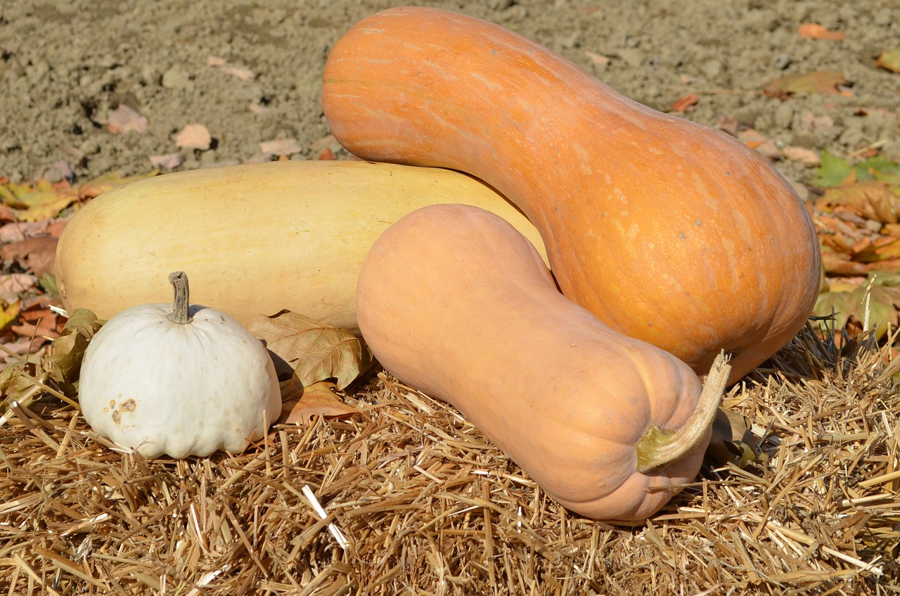 pumpkin autumn straw free photo