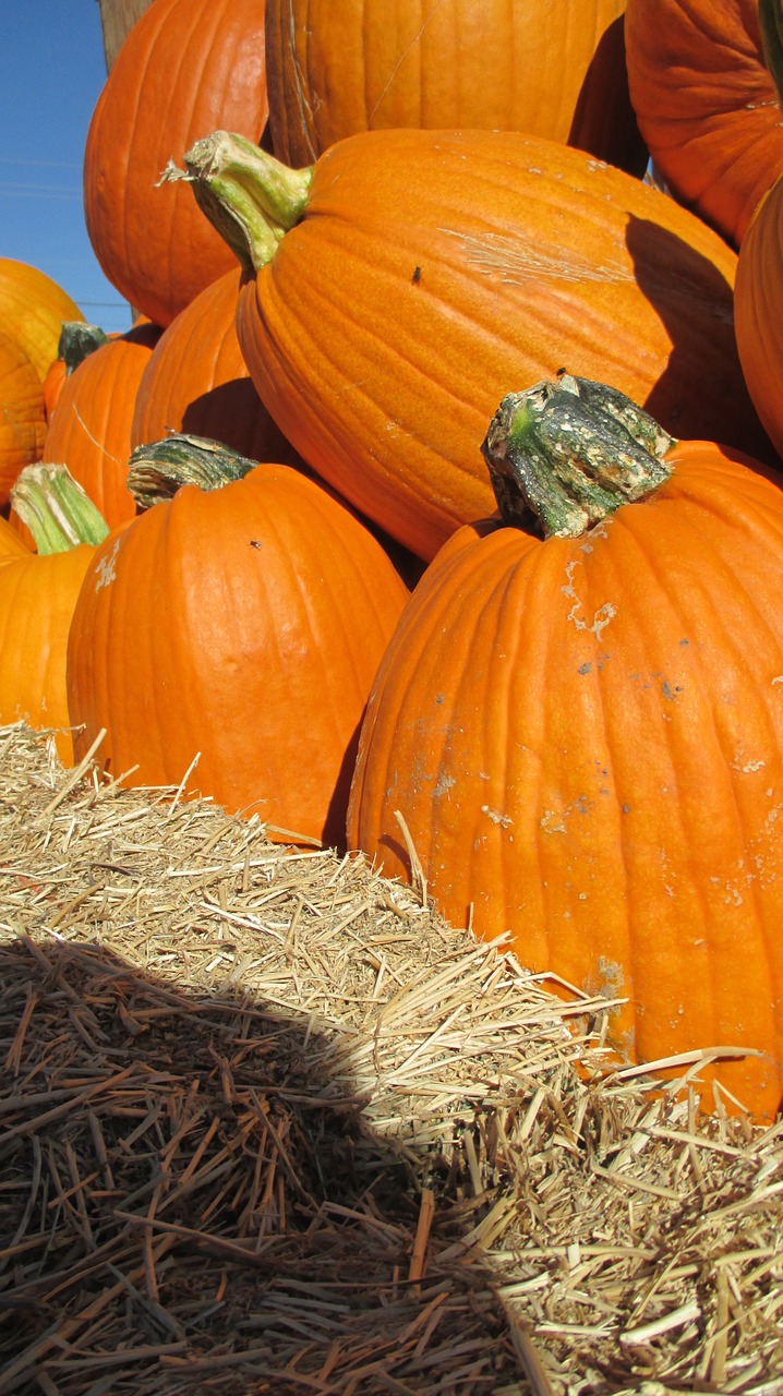 thanksgiving halloween pumpkin free photo