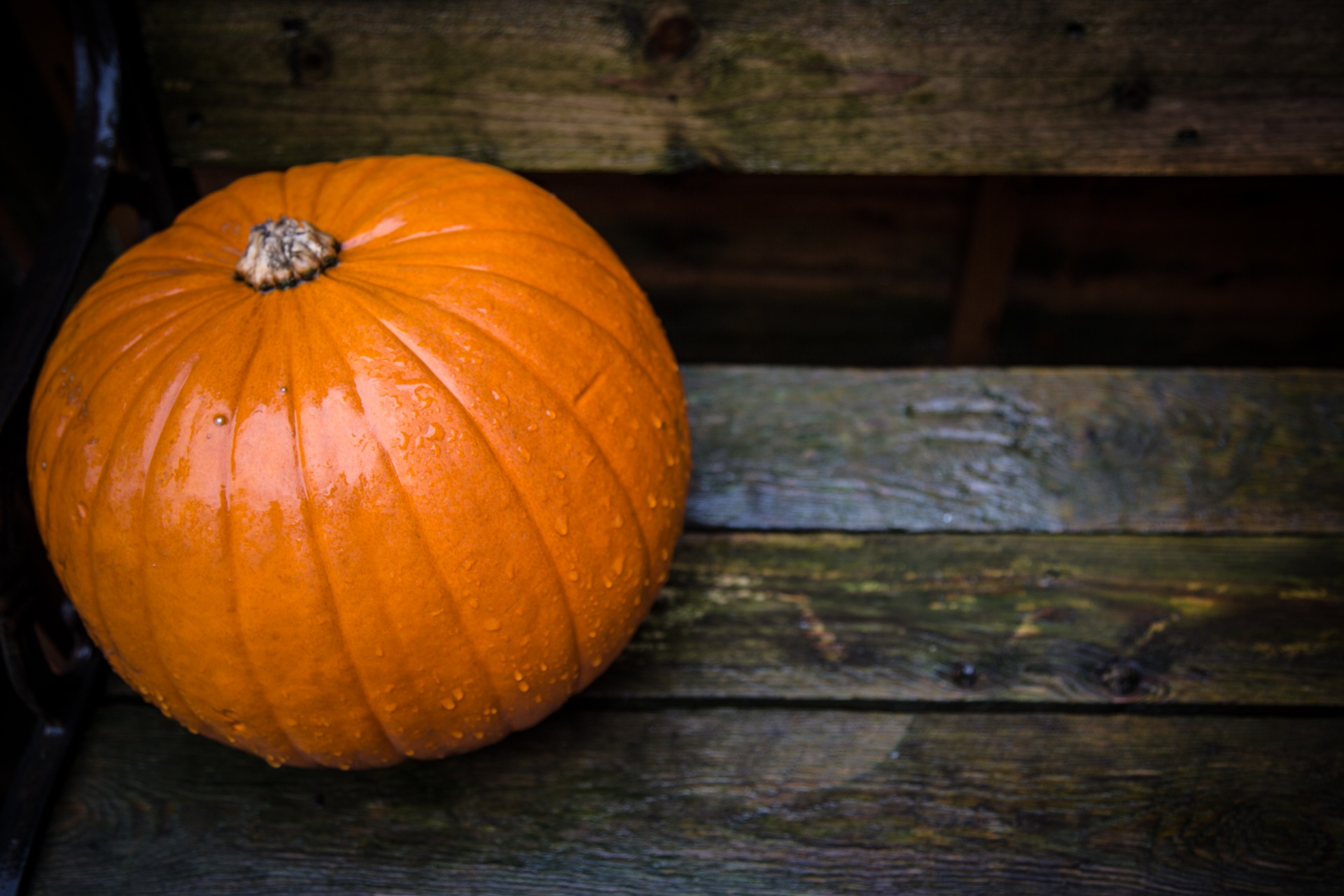 pumpkin halloween decoration free photo