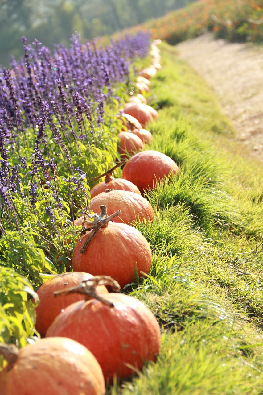 pumpkin lavender grass free photo