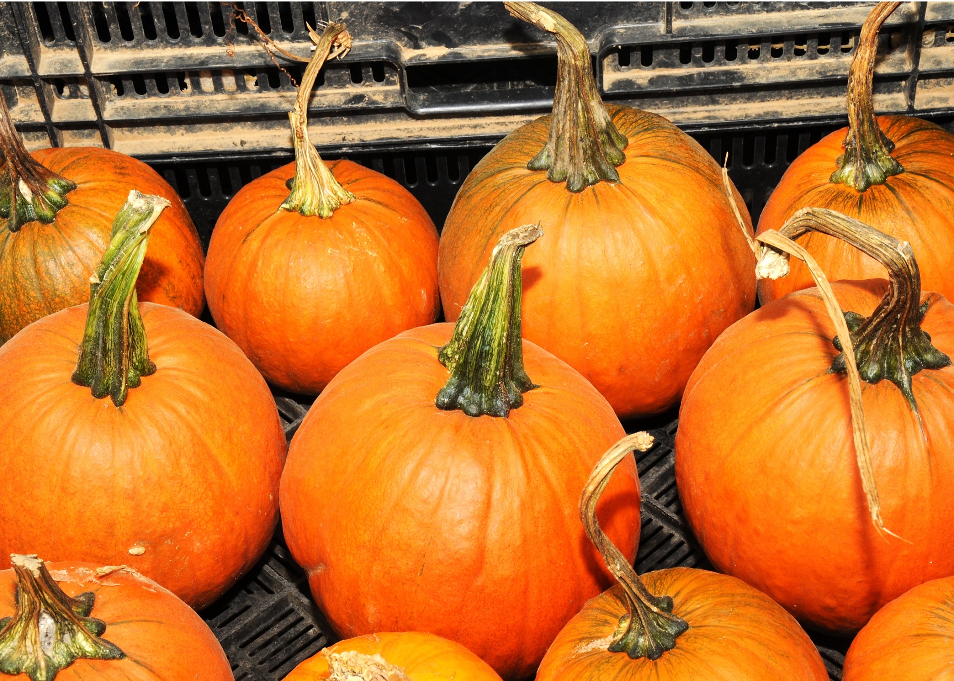 pumpkin harvest fall free photo