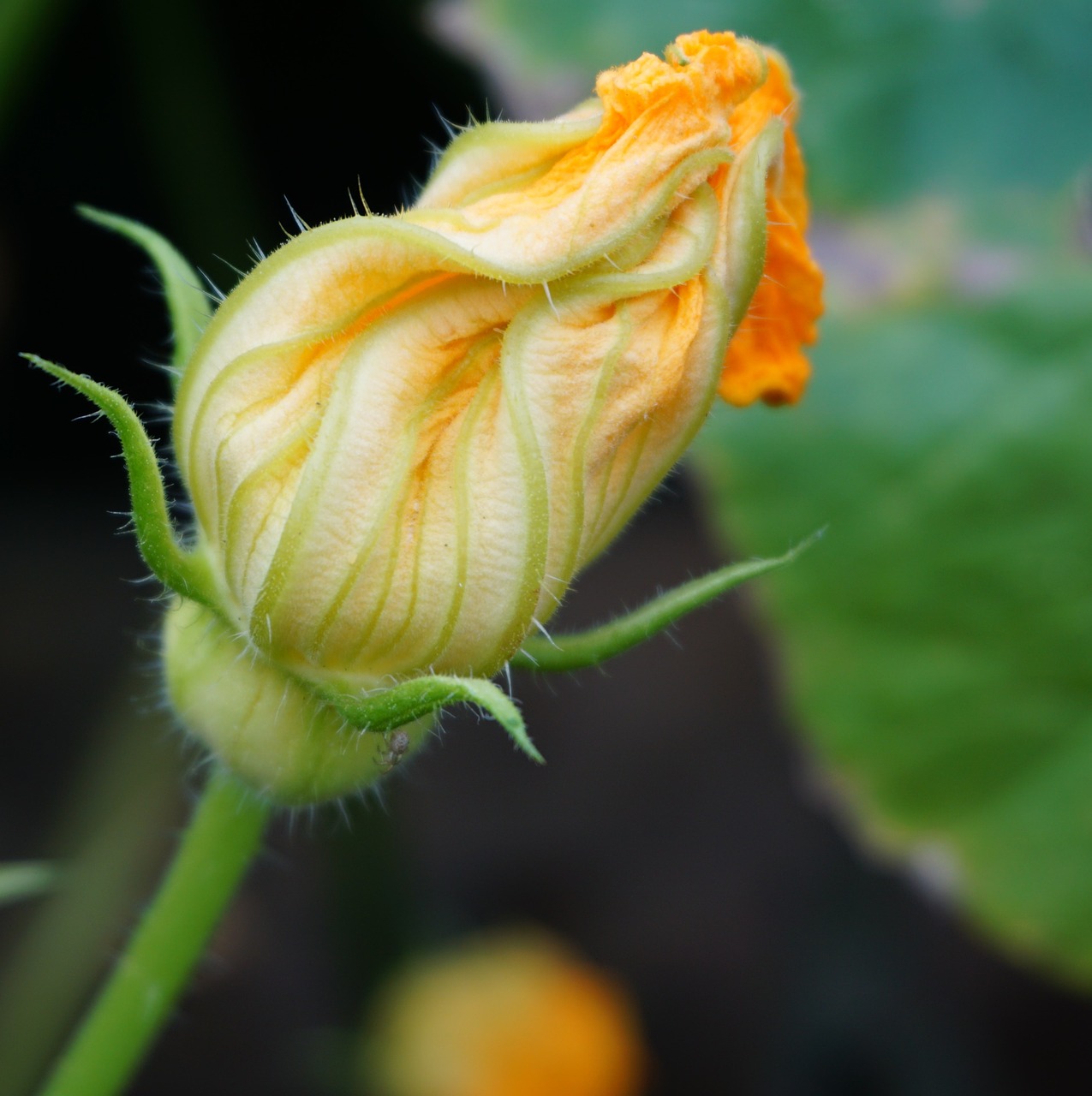 pumpkin blossom bloom free photo