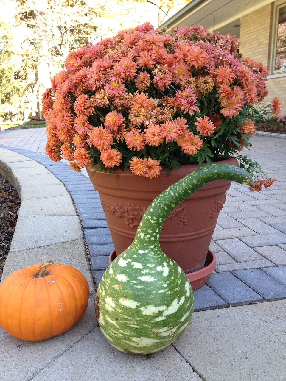 pumpkin gourds fall free photo