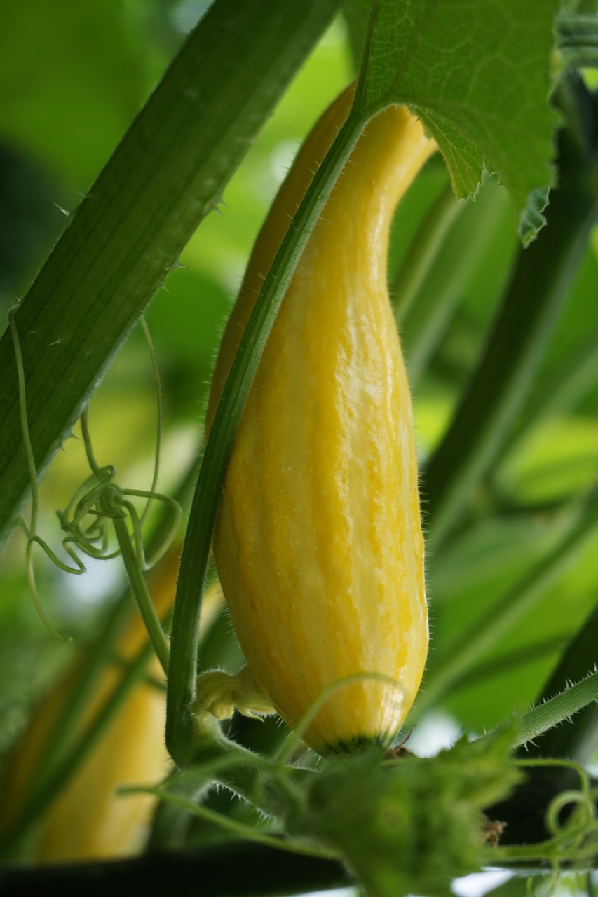 pumpkin gourd yellow free photo