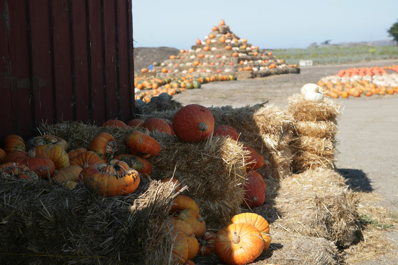 pumpkin harvest halloween free photo