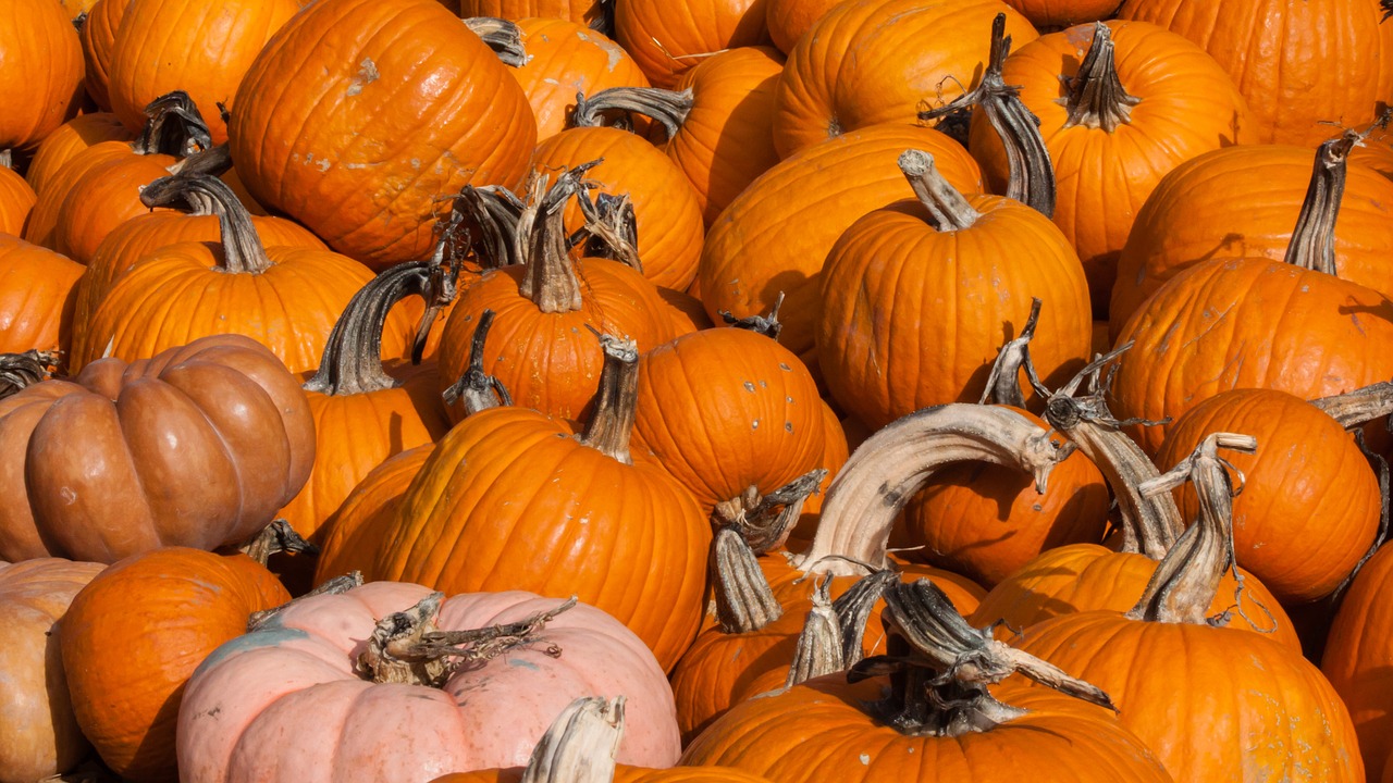 pumpkin fall harvest free photo