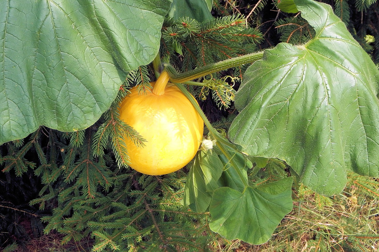 pumpkin yellow vegetables free photo