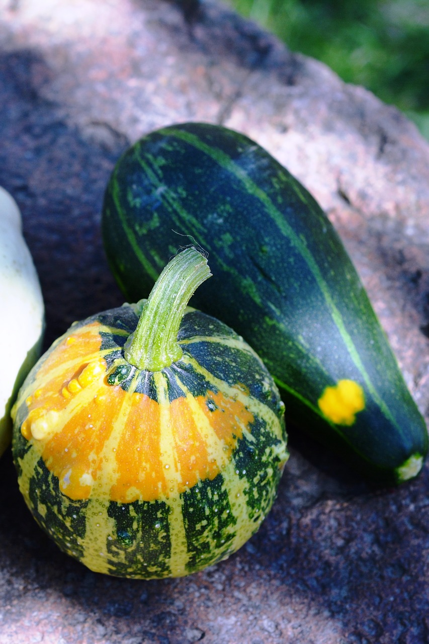 pumpkin pumpkins ornamental pumpkins free photo