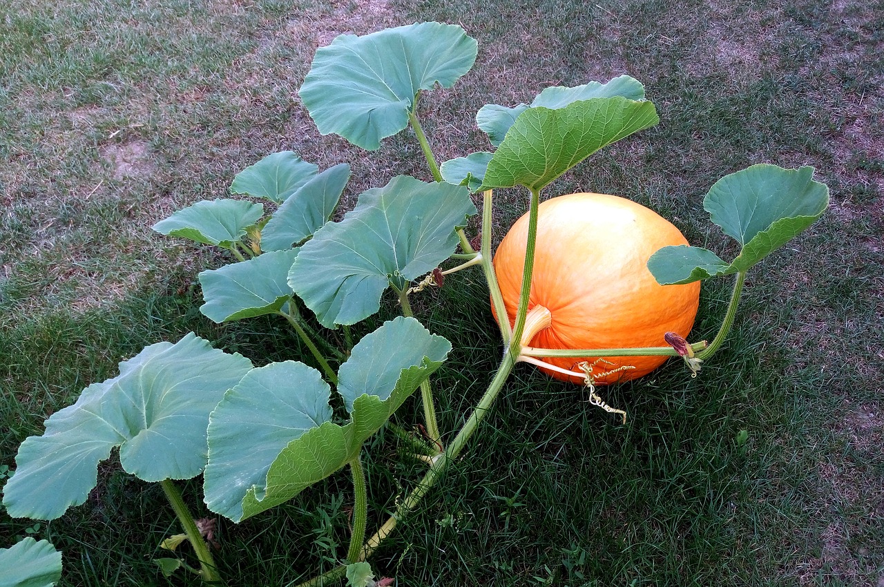 pumpkin leaves cucurbits free photo