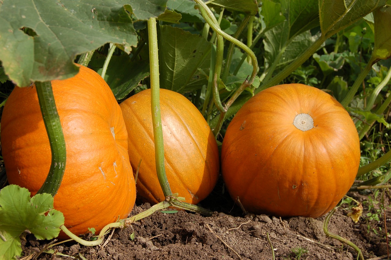 pumpkin vegetable garden harvest free photo