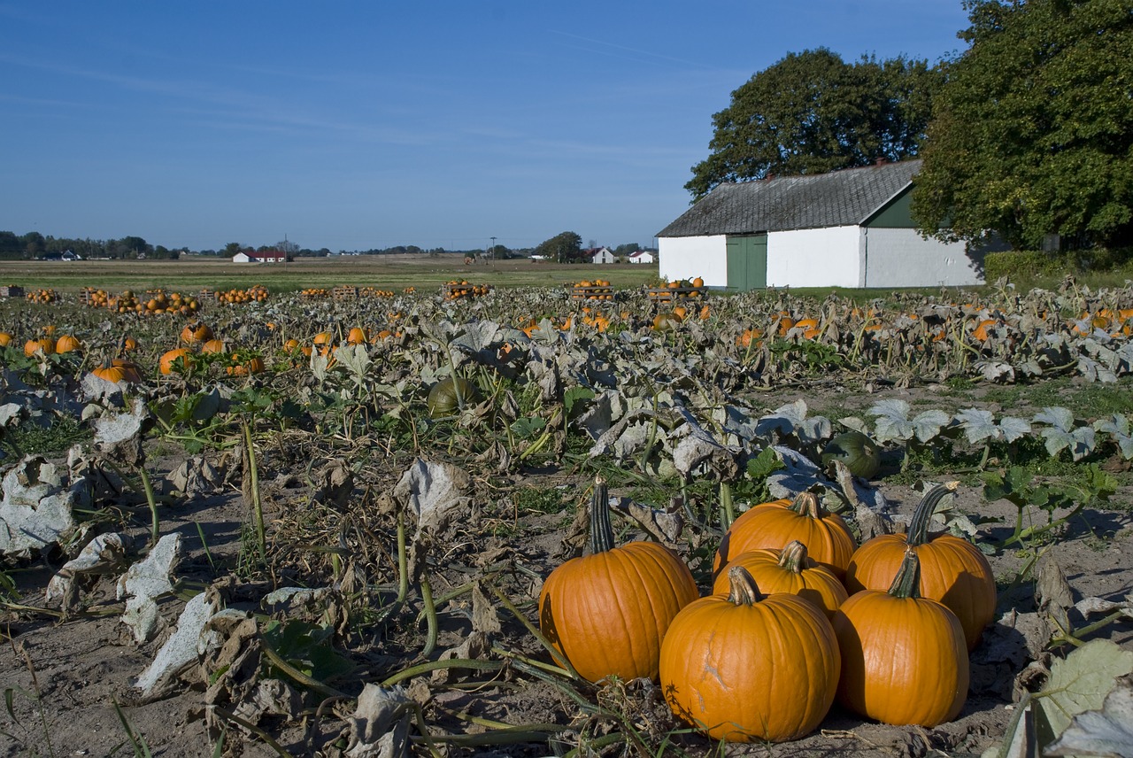 pumpkin pumpkin cultivation pumpkins free photo