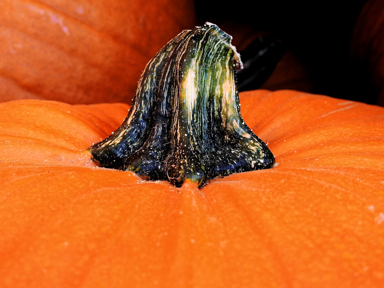 pumpkin gourd autumn free photo