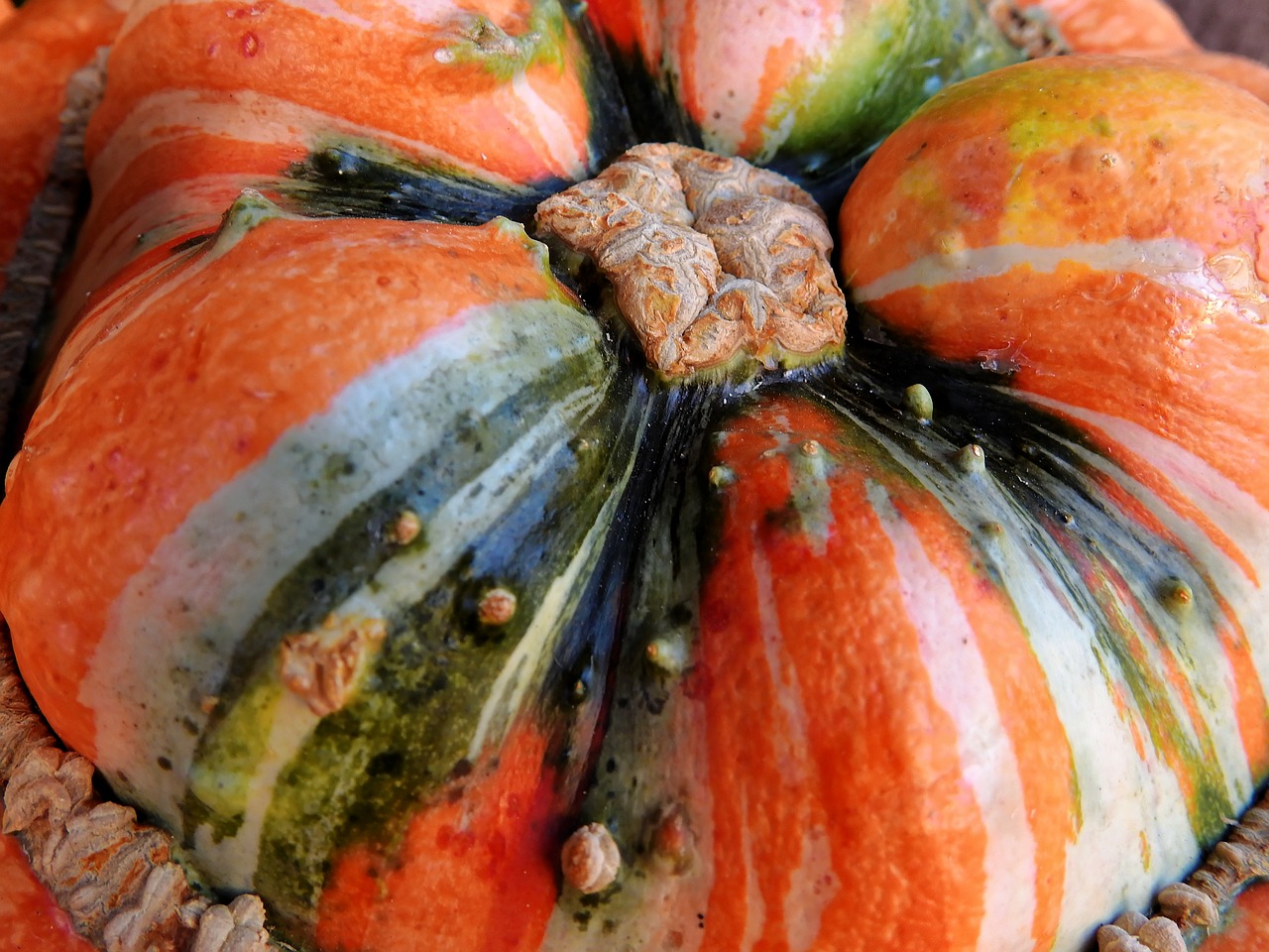 pumpkin gourd autumn free photo