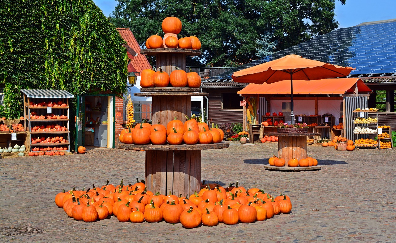 pumpkin harvest time sale free photo