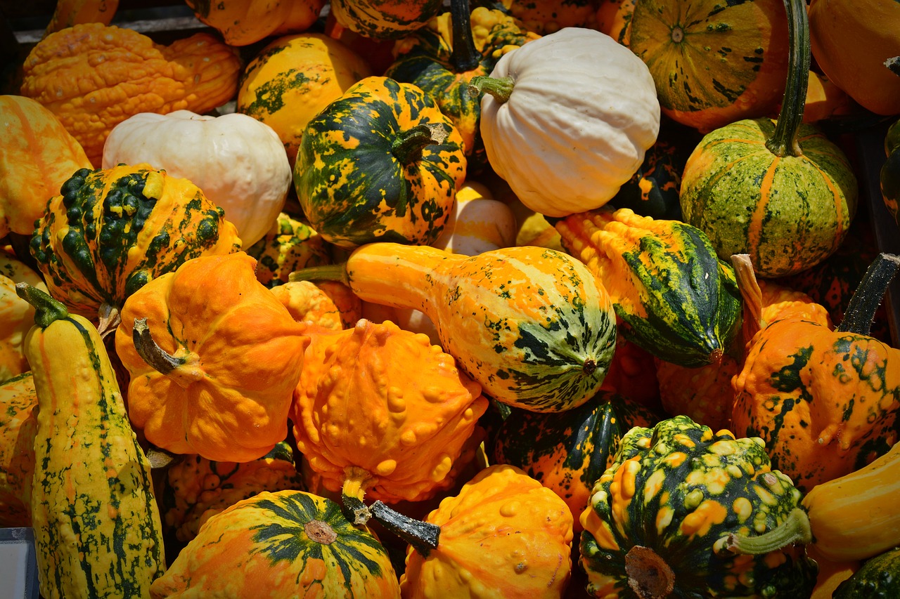 pumpkin harvest time sale free photo