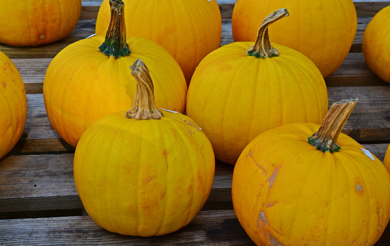 pumpkin harvest time sale free photo