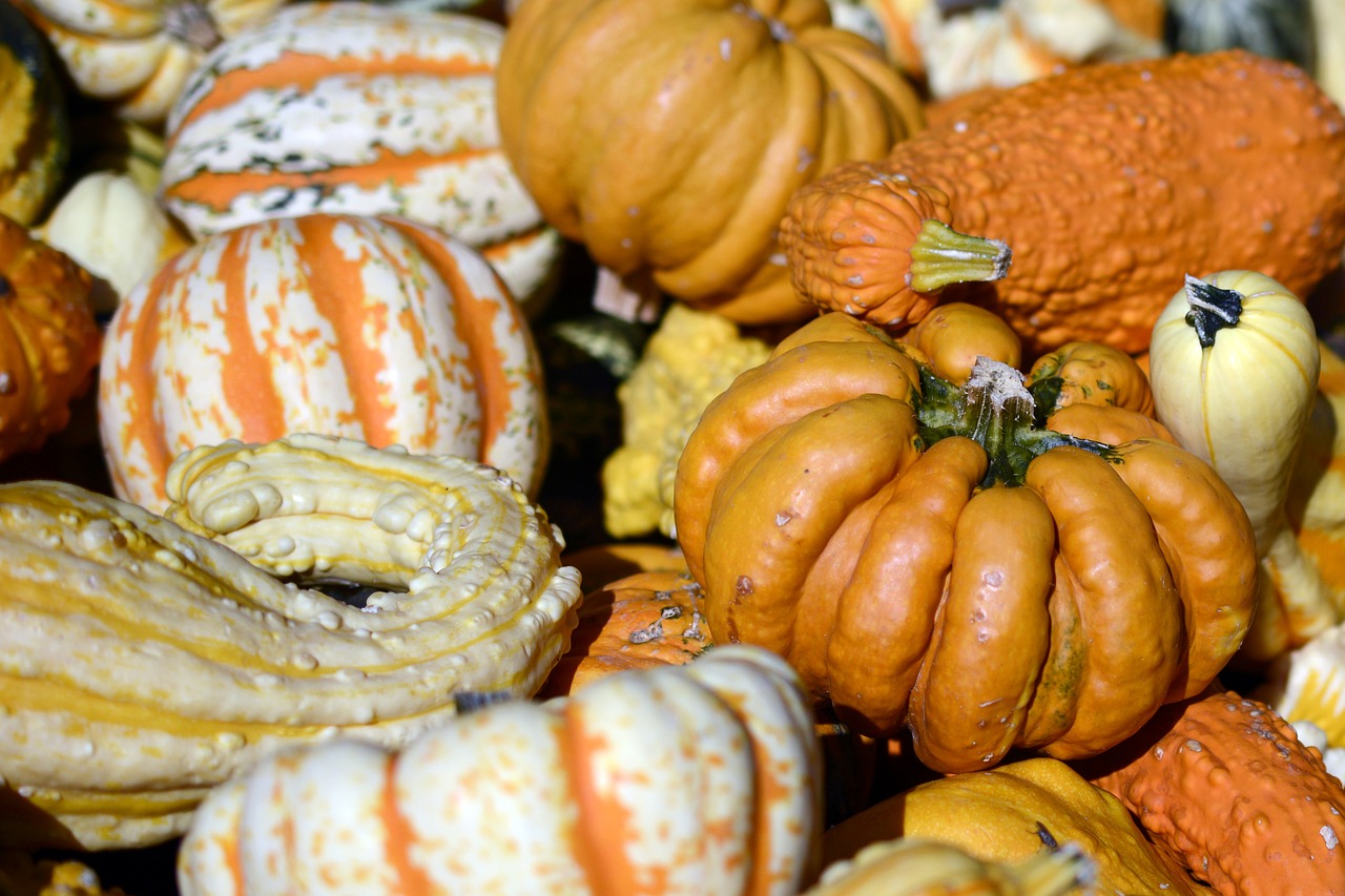 pumpkin gourd autumn free photo