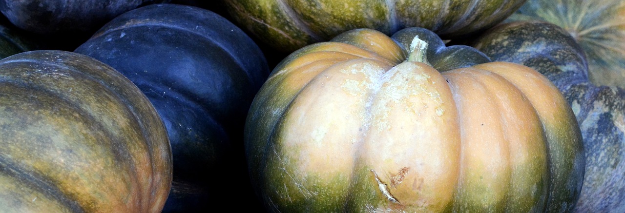 pumpkin autumn thanksgiving free photo