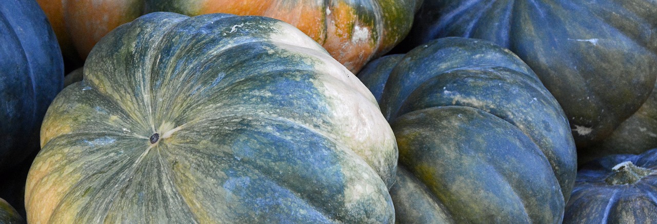 pumpkin autumn thanksgiving free photo