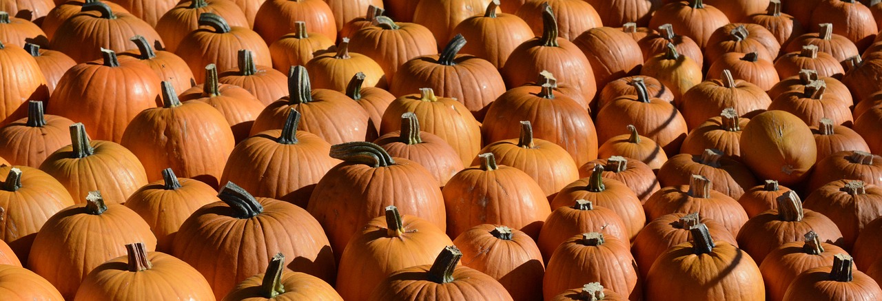 pumpkin autumn thanksgiving free photo