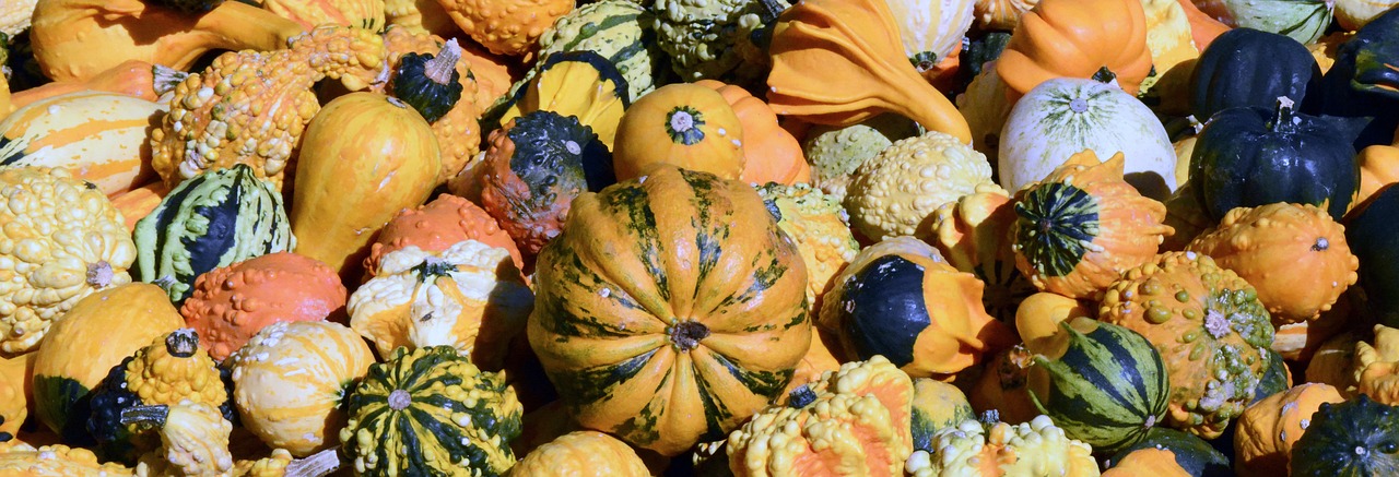 pumpkin gourd autumn free photo