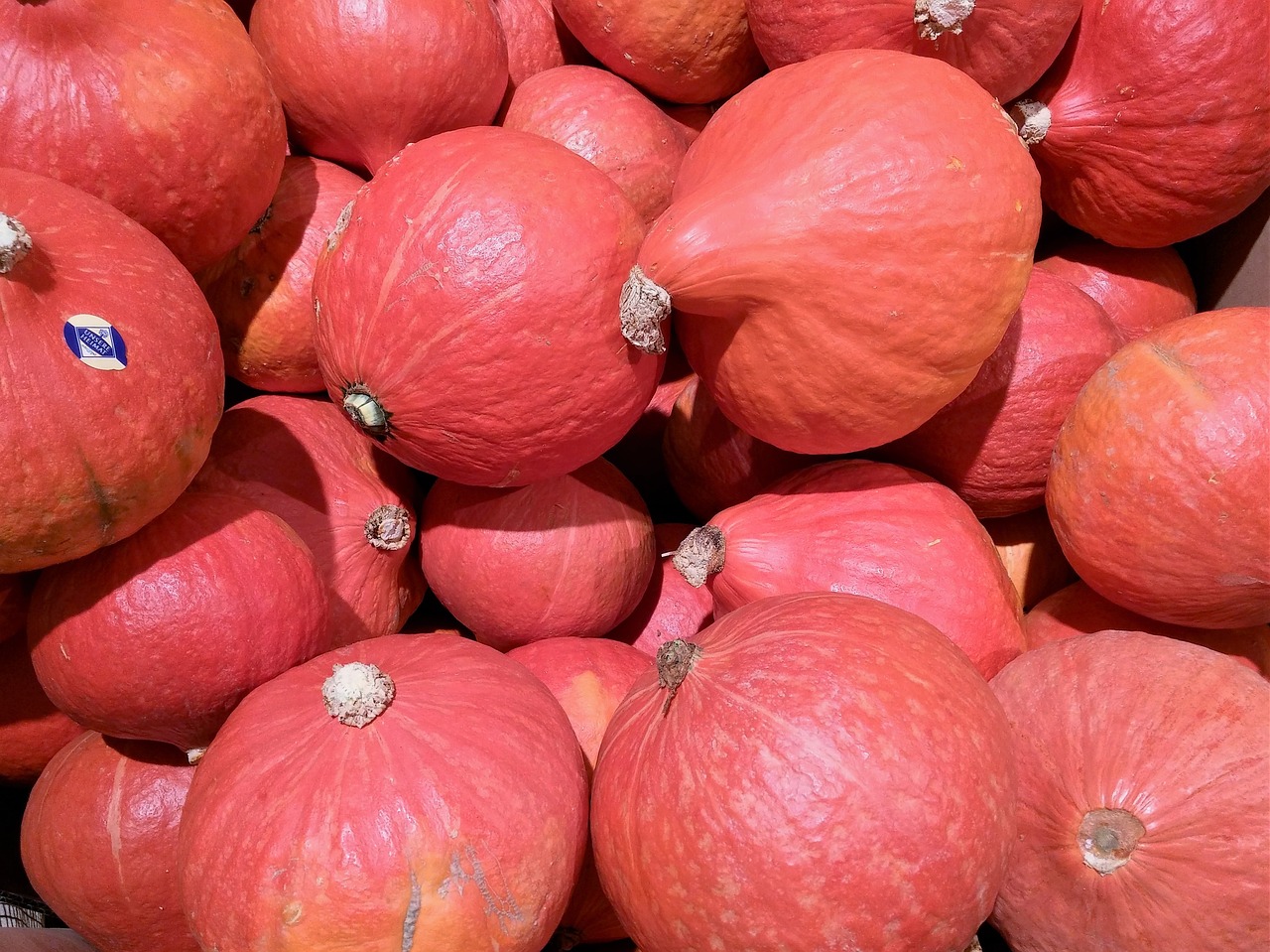 pumpkin autumn decorative squashes free photo