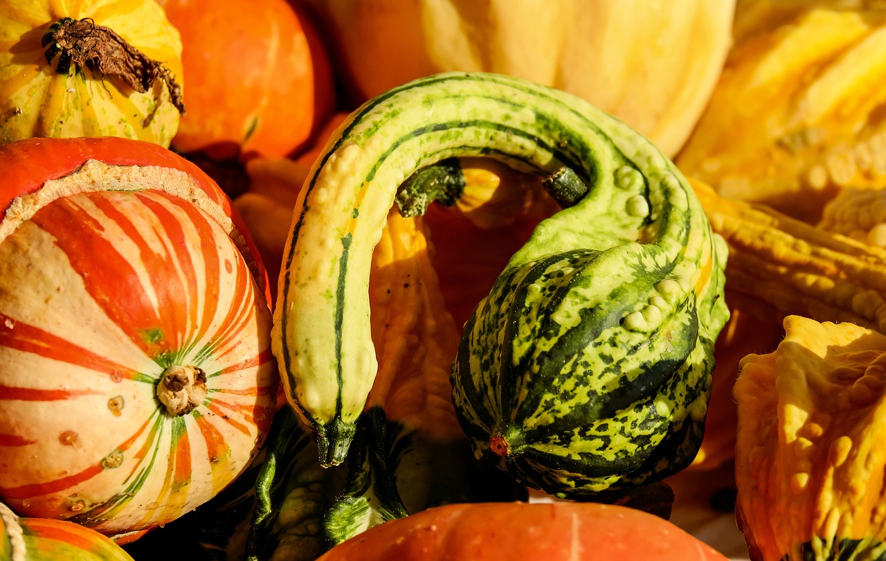 pumpkin gourd colorful free photo