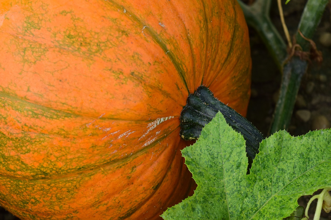 pumpkin close autumn free photo