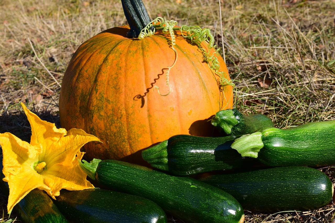 pumpkin close autumn free photo